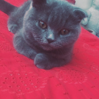 Scottish Fold, Kedi  Zeus fotoğrafı