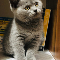 British Shorthair, Kedi  Simon fotoğrafı