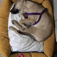 Sokö (Sokak Köpeği), Köpek  Kozmos fotoğrafı