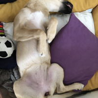 Sokö (Sokak Köpeği), Köpek  Kozmos fotoğrafı