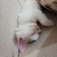 Soke, Kedi  Nikos fotoğrafı