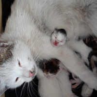 Soke, Kedi  Gandi fotoğrafı