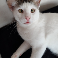 Soke, Kedi  Gandi fotoğrafı