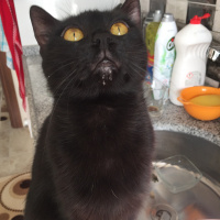 Bombay, Kedi  zeytin fotoğrafı