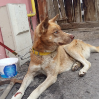 Sibirya Kurdu (Husky), Köpek  Efe fotoğrafı