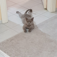British Shorthair, Kedi  Cesur fotoğrafı