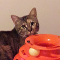 Tekir Kedi, Kedi  Kardeşliğin en tatlı hali fotoğrafı
