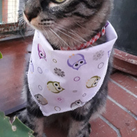 Tekir Kedi, Kedi  Kardeşliğin en tatlı hali fotoğrafı