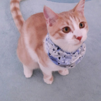 Tekir Kedi, Kedi  Kardeşliğin en tatlı hali fotoğrafı
