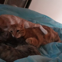 Tekir Kedi, Kedi  Kardeşliğin en tatlı hali fotoğrafı