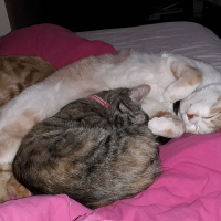 Tekir Kedi, Kedi  Kardeşliğin en tatlı hali fotoğrafı