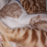 Tekir Kedi, Kedi  Kardeşliğin en tatlı hali fotoğrafı