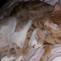 Tekir Kedi, Kedi  Kardeşliğin en tatlı hali fotoğrafı