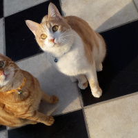 Tekir Kedi, Kedi  Kardeşliğin en tatlı hali fotoğrafı