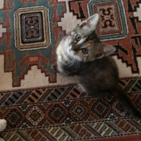 Tekir Kedi, Kedi  Kardeşliğin en tatlı hali fotoğrafı