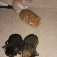 Tekir Kedi, Kedi  Kardeşliğin en tatlı hali fotoğrafı