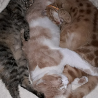 Tekir Kedi, Kedi  Kardeşliğin en tatlı hali fotoğrafı