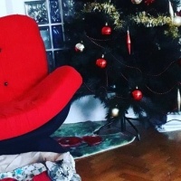 Tekir Kedi, Kedi  Kardeşliğin en tatlı hali fotoğrafı