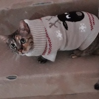 Tekir Kedi, Kedi  Kardeşliğin en tatlı hali fotoğrafı