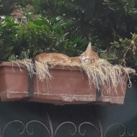 Tekir Kedi, Kedi  Kardeşliğin en tatlı hali fotoğrafı