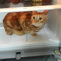 Tekir Kedi, Kedi  Kardeşliğin en tatlı hali fotoğrafı