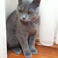 British Shorthair, Kedi  Boncuk duman fotoğrafı