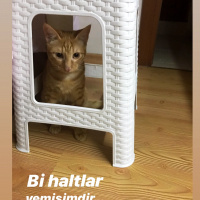 Sarman, Kedi  Viski fotoğrafı