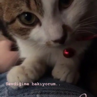 Tekir Kedi, Kedi  Şevket fotoğrafı