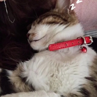 Tekir Kedi, Kedi  Şevket fotoğrafı