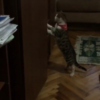Tekir Kedi, Kedi  Şevket fotoğrafı
