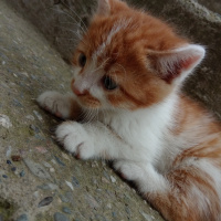 Tekir Kedi, Kedi  Hardal fotoğrafı
