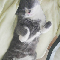 British Shorthair, Kedi  Pars fotoğrafı