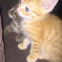 Tekir Kedi, Kedi  Adsız fotoğrafı