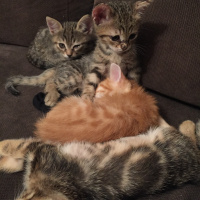 Tekir Kedi, Kedi  Adsız fotoğrafı