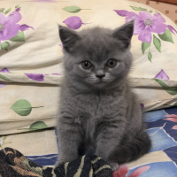 British Shorthair, Kedi  İsimsiz fotoğrafı
