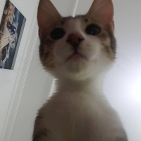 Tekir Kedi, Kedi  Huysuz fotoğrafı