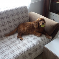 Amerikan Cocker Spaniel, Köpek  MAÇO fotoğrafı