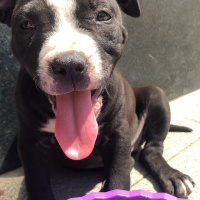 Amerikan Staffordshire Terrier, Köpek  Zeyna fotoğrafı