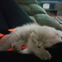 Scottish Fold, Kedi  Şeker fotoğrafı