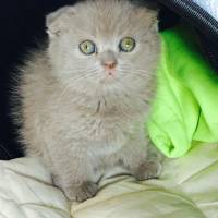 Scottish Fold, Kedi  Şeker fotoğrafı