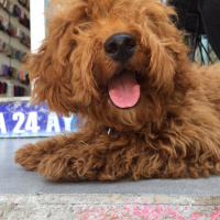Poodle (Minyatür Kaniş), Köpek  Buffy fotoğrafı