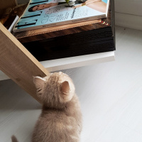 British Shorthair, Kedi  latte brıtısh fotoğrafı