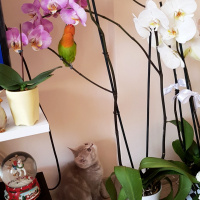 British Shorthair, Kedi  latte brıtısh fotoğrafı