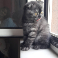 Scottish Fold, Kedi  Minigim fotoğrafı
