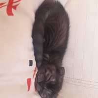 Scottish Fold, Kedi  Minigim fotoğrafı