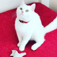 British Shorthair, Kedi  Paşa fotoğrafı