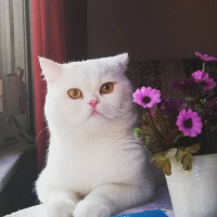 British Shorthair, Kedi  Paşa fotoğrafı