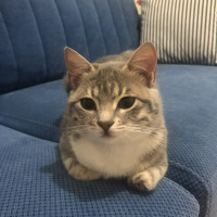 Tekir Kedi, Kedi  Tripod fotoğrafı