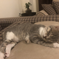 Tekir Kedi, Kedi  Tripod fotoğrafı