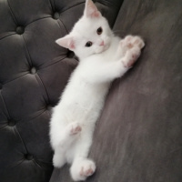British Shorthair, Kedi  Mia fotoğrafı